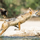 Black Backed Jackal stalking and hunting sandgrouse as they come in to drink from the Cubitjie Quap waterhole in the Nossob Riverbed, Kgalagadi Transfrontier Park, Northern Cape, South Africa